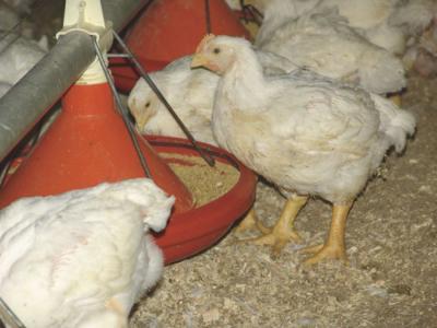 Poulets de chairs disponible
