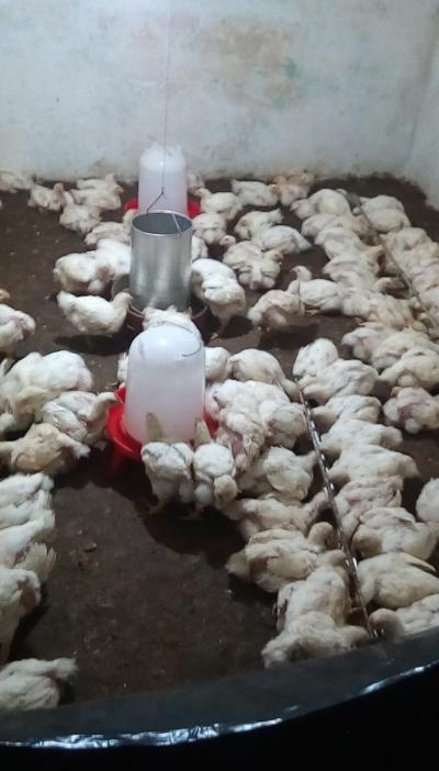 POULETS DE CHAIR 2kg