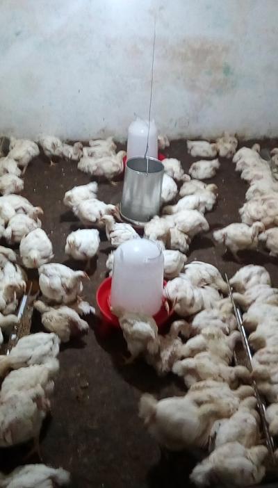 POULETS DE CHAIR 2kg