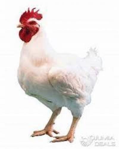 Vente de poulet de chair 