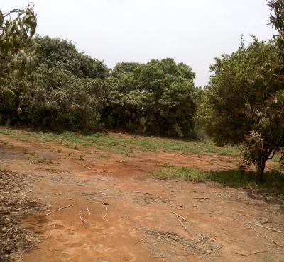 Verger Fruitier de 05 hectares à Pout - Thiès