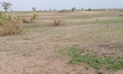 Terrain Agricole de 5,30 hectares à Nguéniéne