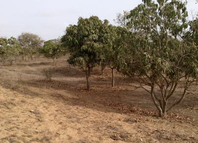 Verger Fruitier de 1,07 hectare à Bayakh - Thiès
