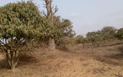 Verger Fruitier de 1,07 hectare à Bayakh - Thiès