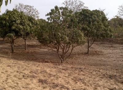 Verger Fruitier de 1,07 hectare à Bayakh - Thiès