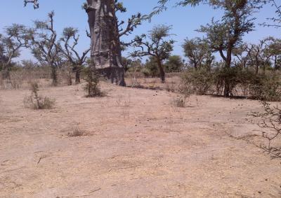 Terrain Agricole de 2.320 m² à Darou Alpha