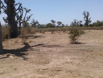Terrain Agricole de 2.320 m² à Darou Alpha