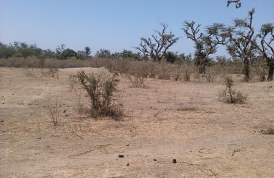 Terrain Agricole de 2.320 m² à Darou Alpha
