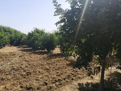 vente d'un champ à keur Sega