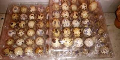 Vente de caille et oeufs