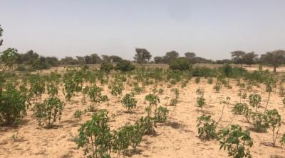 VERGER AGRICOLE A VENDRE