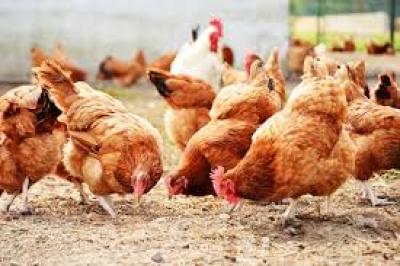 Vente de Poulets de Chair