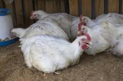 Vente de Poulets de Chair