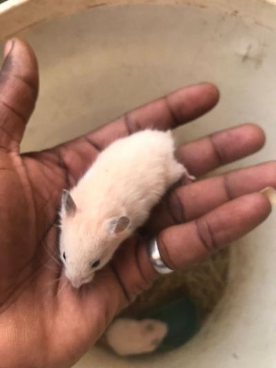 Hamster dorée déjà apprivoisé à vendre