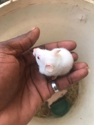 Hamster dorée déjà apprivoisé à vendre
