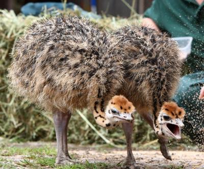 Poussins d'autruche sains 