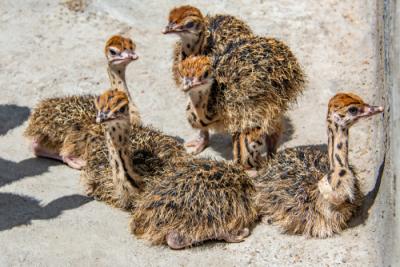 Autruche /Oeufs Poussins Disponibles