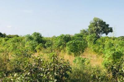 Terrain de 1,02 hectare vers Pire