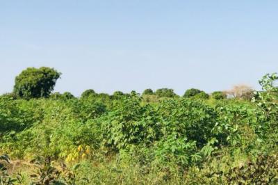 Terrain de 1,02 hectare vers Pire