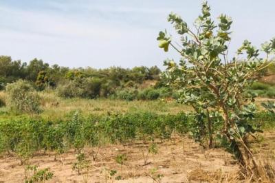 Terrain de 1,05 hectare vers Ndiébène Gandiol