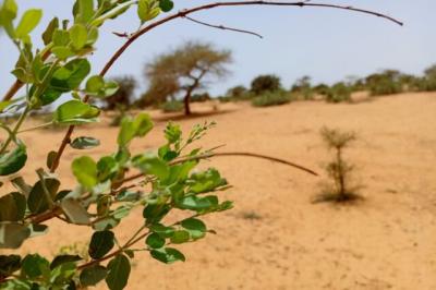 Terrain de 1,16 hectare vers Diokoul Diawrigne