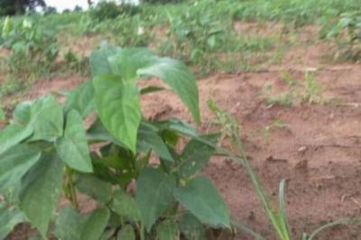 Terrain de 1,5 hectare vers Sandiara