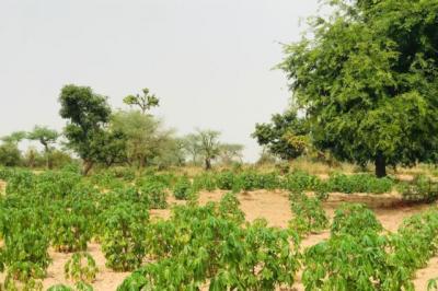 Terrain de 1,73 hectare vers Méouane