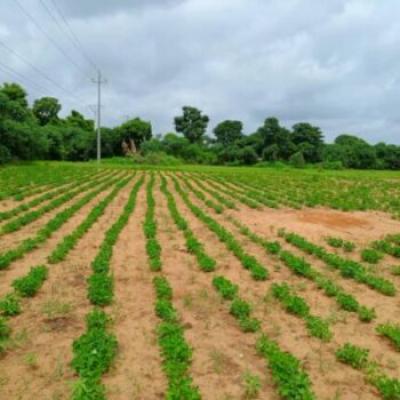 Terrain de 1,71 hectare vers Mbadiane
