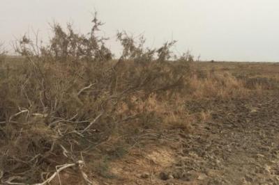 Terrain de 10 hectares vers Diama