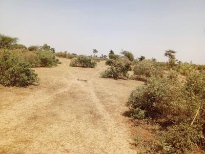 Terrain de 100 hectares vers Koul