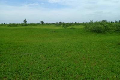 Terrain de 13 hectares vers Nghaye