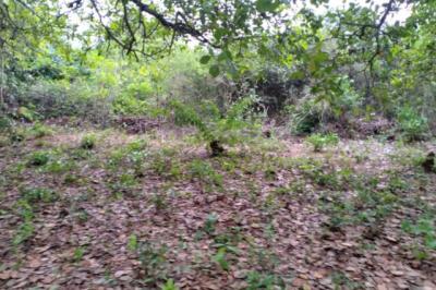 Terrain de 14 hectares vers Niaguis