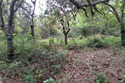 Terrain de 14 hectares vers Niaguis
