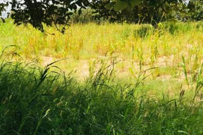 Terrain de 14,2 hectares vers Keur Samba Kane
