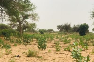Terrain de 2,15 hectares vers Méouane