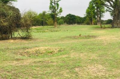 Terrain de 7007 m² vers Diender