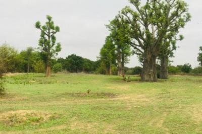 Terrain de 7007 m² vers Diender
