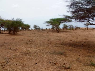 Terrain Agricole de 10 Ha vers Thiéppe – Kébé