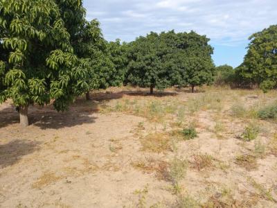 Verger de 2,50 hectares vers Fandéne – Thiès
