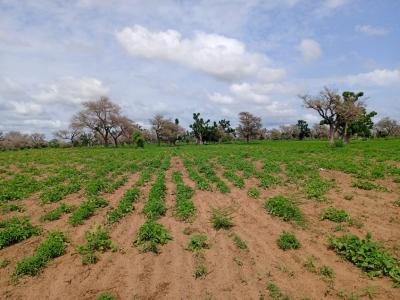 2,30 hectares de Terre Agricole vers Ndoucoumane